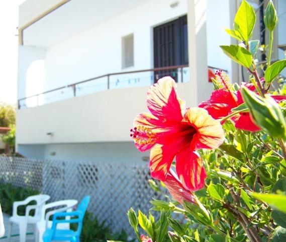 Evi Apartments And Studios Θεολόγος Εξωτερικό φωτογραφία